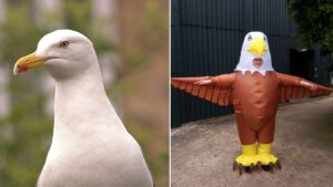 Blackpool Zoo is hiring people to dress up as inflatable birds to act as ‘seagull deterrents’