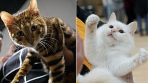 A ‘Crufts for cats’ event is coming to Manchester next month