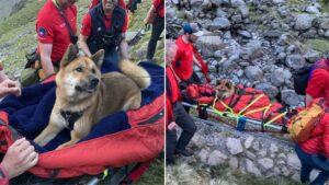 ‘Exhausted’ dog carried down Scafell Pike by mountain rescue team