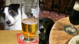 You can earn £1,000 to go to the pub with your dog