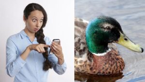 Apple reveals it will finally stop iPhones autocorrecting f**k to ‘duck’
