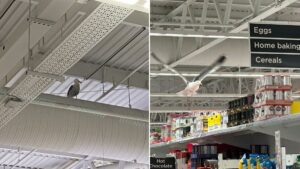 Seagull stuck in Asda still there two weeks later