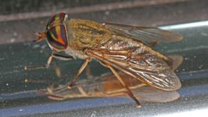 Warning over ‘Dracula’ horseflies that can ‘bite through clothes and tear flesh apart’
