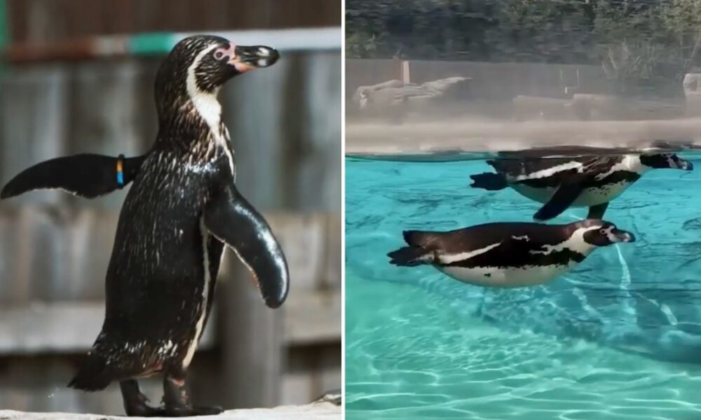 Chester Zoo is hiring including a role looking after penguins