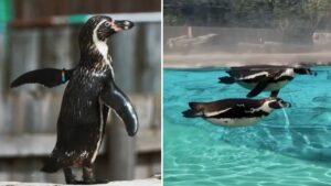 Chester Zoo is hiring lots of roles including one looking after penguins and parrots