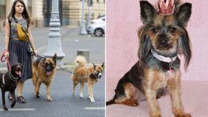 Billionaire family hiring a full-time dog nanny for £100k per year