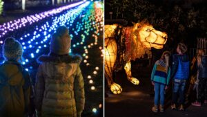 Chester Zoo announces ‘biggest and brightest’ Christmas lantern parade for 2023
