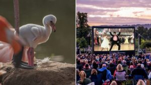 Chester Zoo doing £10 tickets and cinema evenings throughout the summer
