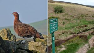United Utilities announces it’s ending grouse shooting on its moorlands