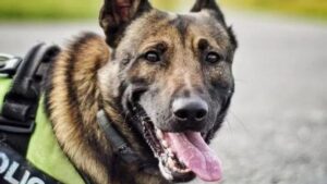 Police dog shot dead by armed officers after attacking its handler