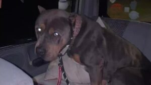 Dog stolen from Manchester found starving and tied to lamppost 100 miles away