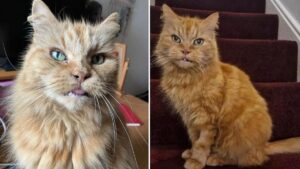 Elderly cat from Manchester who’s ’92 in human years’ looking for final loving home