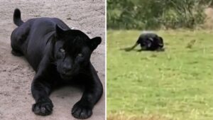 ‘Clearest photo of big cat in UK countryside’ released by filmmakers