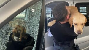 Police rescue dog trapped in campervan for three days with no windows open