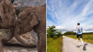 Chester Zoo to host 10k run through its scenic grounds next month