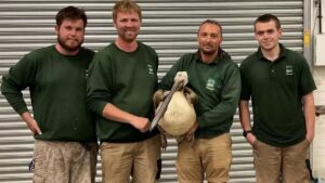 Young pelican missing from Blackpool Zoo found 65 miles away