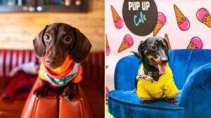 Adorable dachshund pop-up cafe full of cute sausage dogs coming to Manchester