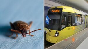 Buses and trams across Greater Manchester deep cleaned amid bed bug concerns