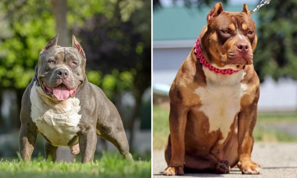 Government set date for XL Bully dog ban in England and Wales