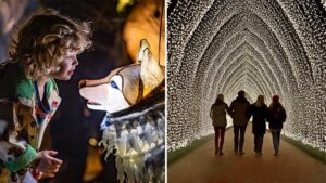 Chester Zoo’s ‘biggest and brightest’ festive light trail officially opens 