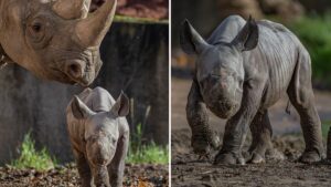 Chester Zoo celebrates birth of critically endangered eastern black rhino