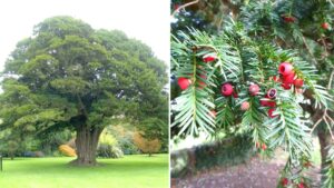 Boy, 14, tragically dies after eating berries on walk at park in Manchester