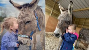 Stolen Blackpool donkey ‘could die of broken heart’ if not returned, owner says