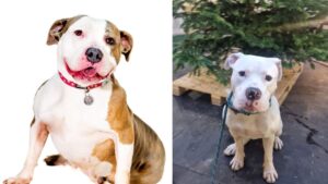 Staff desperate to find home for ‘loveable’ and ‘bouncy’ XL Bully dogs