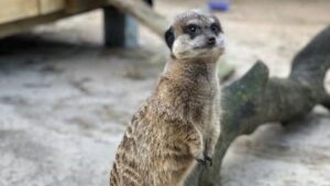 A meerkat is currently on the loose in Greater Manchester