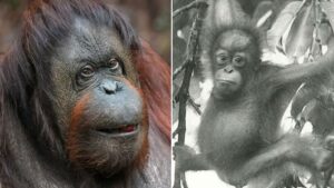 Chester Zoo announce death of ‘grand old lady’ Bornean orangutan, Martha