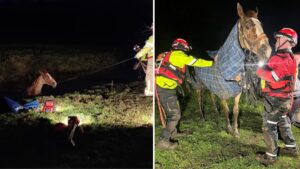 Frightened horse rescued by firefighters after falling into steep ditch