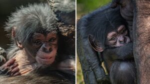 Chester Zoo celebrates birth of rare chimpanzee