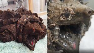 ‘Invasive’ snapping alligator turtle found in North West and named Fluffy
