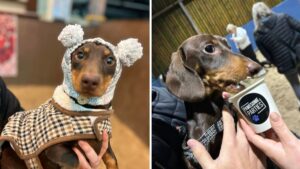 Sausage dog party with 150 cute dachshunds returns to Greater Manchester