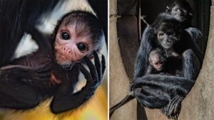 Chester Zoo celebrates birth of rare spider monkey called Olive