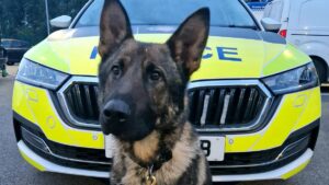 16-year-old dangerous driver arrested after police dog catches him hiding in children’s play area