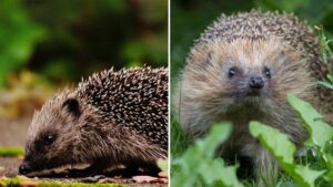 Survey finds hedgehog sightings in UK on rise after years of decline
