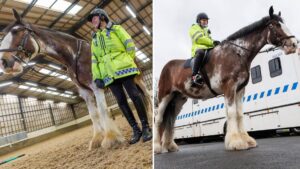 Greater Manchester Police welcome UK’s biggest police horse ‘super Trooper’ to the mounted unit