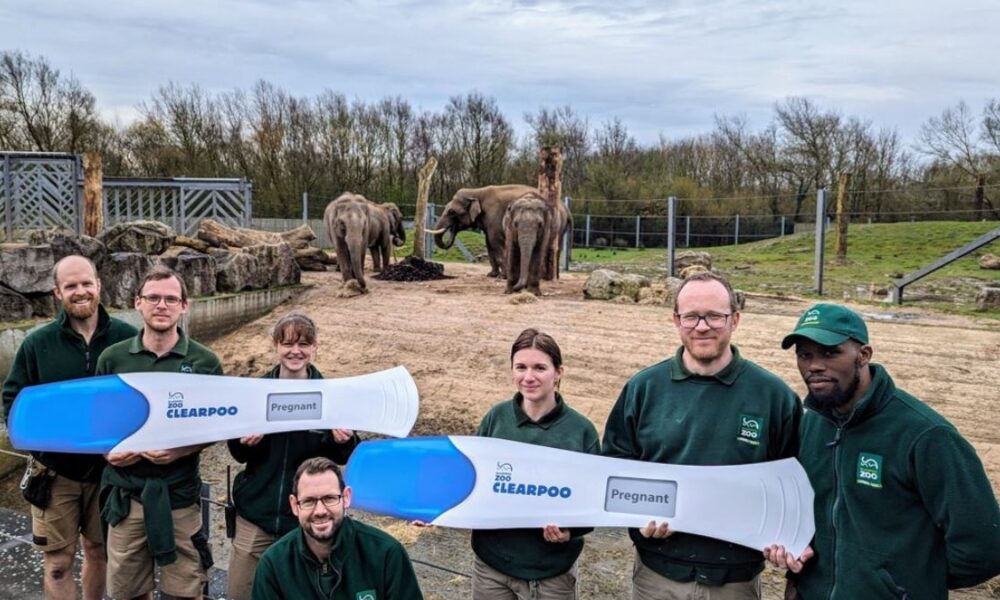 Blackpool Zoo announces two baby elephants due in late 2024