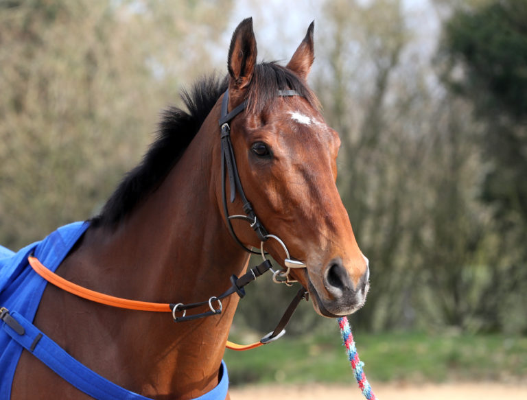 Cue Card suffered a fatal heart attack on Friday