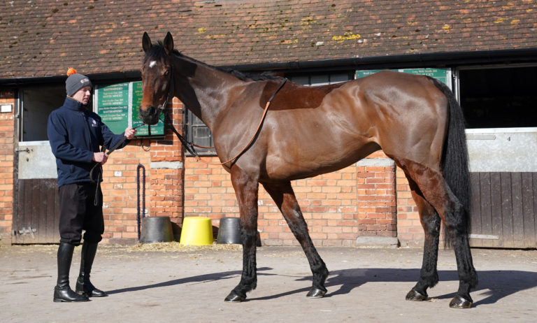 Stage Star pictured at Ditcheat earlier this week