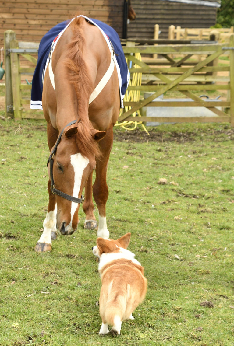 Thank You Ma'am the racehorse and Sam the Corgi meet in Berkshire