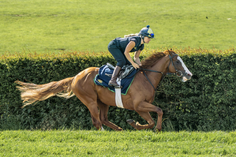 Dubai Mile in action on Charlie Johnston's Middleham gallops