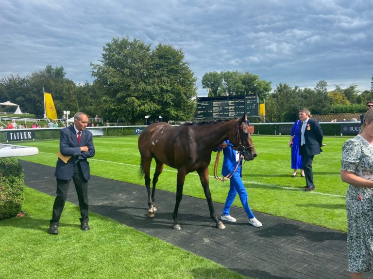 Blue Rose Cen following her run at Goodwood