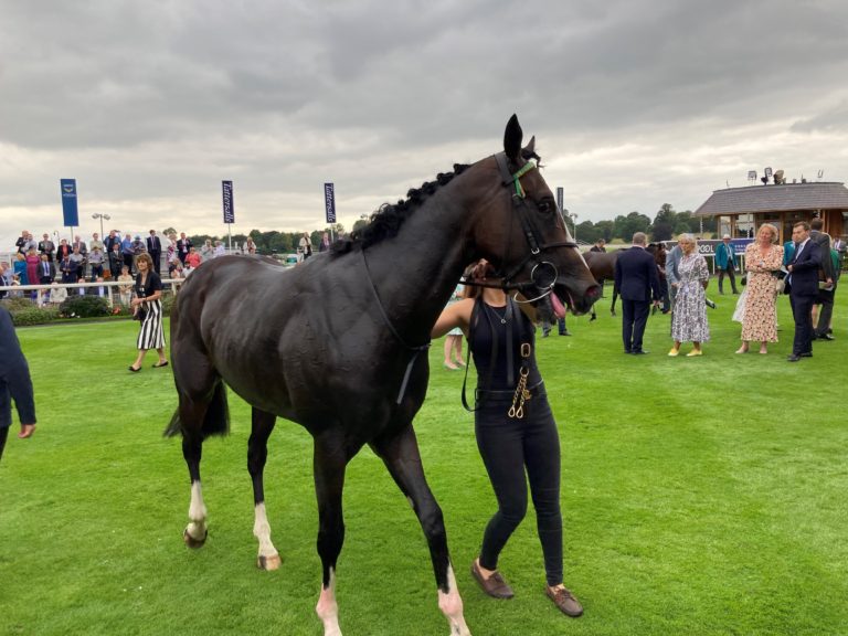 Ballymount Boy after his run at York