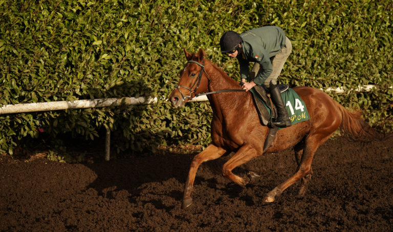 Vauban in action on the gallops at Willie Mullins' County Carlow base
