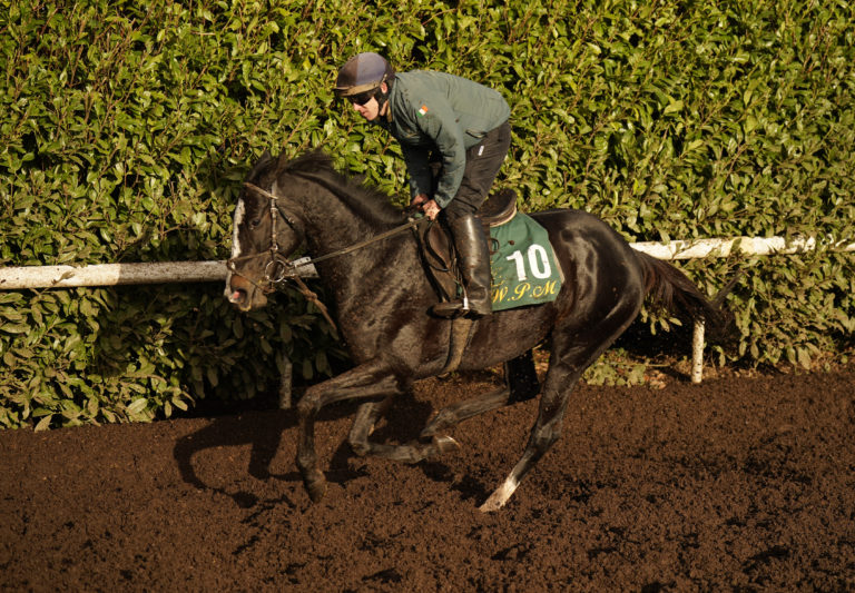Echoes in Rain on the gallops at Willie Mullins' yard