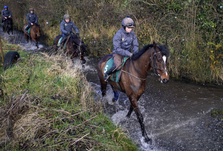 Readin Tommy Wrong at Willie Mullins' stable