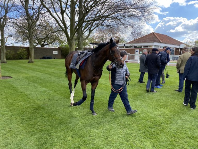 Iberian after galloping at Newmarket