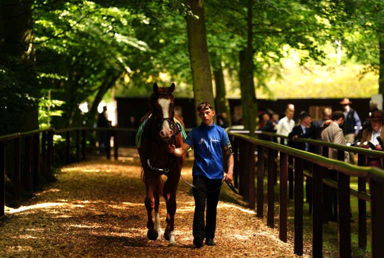 Seagulls Eleven in the parade ring before the Superlative Stakes 